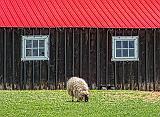 Barnyard Sheep_DSCF02479
